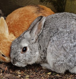 To kaniner ligger tæt