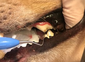 Dyrlæge undersøger hunds tænder 