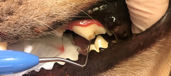 Dyrlæge undersøger hunds tænder 