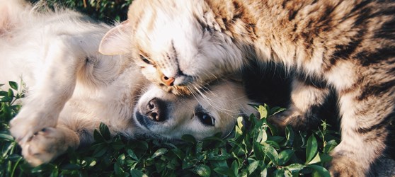 Hund og kat nusser 